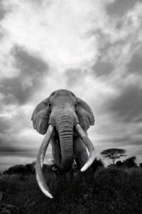 African Bush Elephant