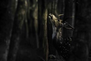 Spotted Deer