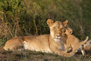 Lioness and cub