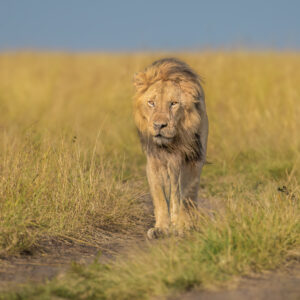 Male Lion