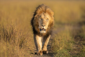 Male Lion