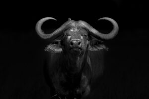 African Buffalow