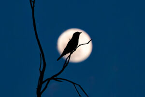 Indian Roller and Full moon